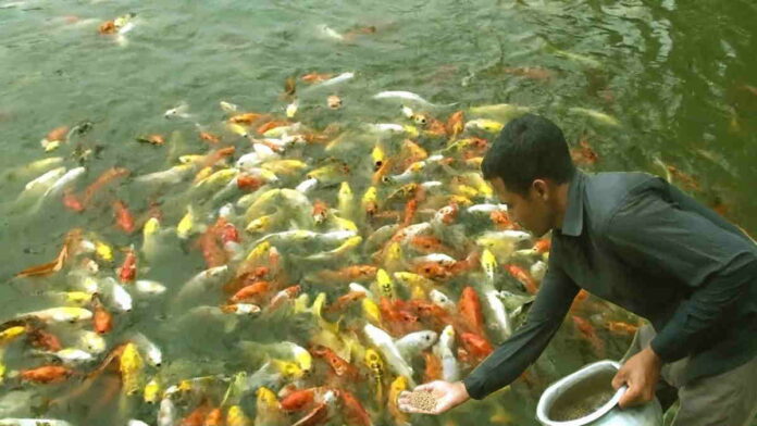 Budidaya Ikan Konsumsi