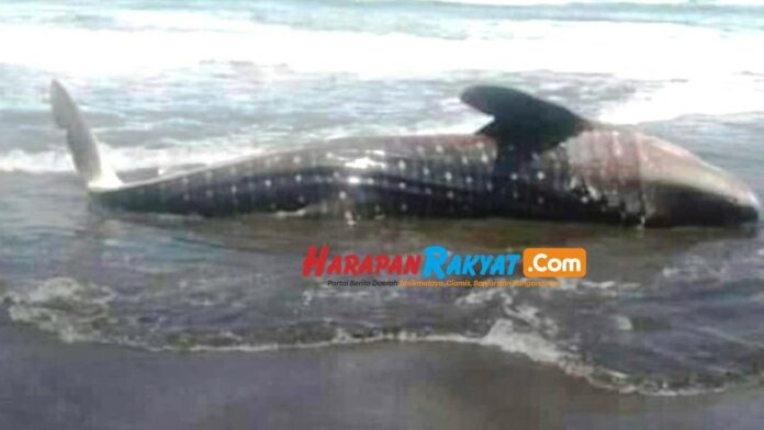 Hiu Tutul Terdampar di Pantai Batu Hiu Pangandaran Jadi Tontonan Warga