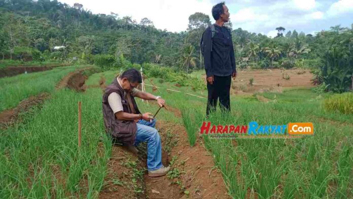 Benih Bawang Merah di Pangandaran