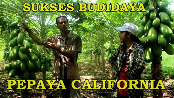 Budidaya Pepaya California