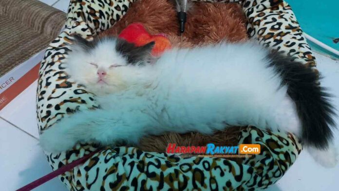 Cara Mengobati Kucing Cacingan