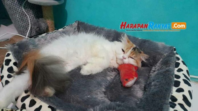 Ciri Kucing Cacingan