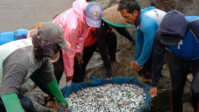 Cuaca Buruk Jadi Berkah Bagi Nelayan Jaring Arad Pangandaran