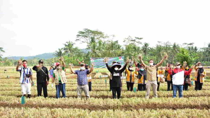 Hasil Panen Bawang Merah Poktan di Kota Banjar ini Sampai 5,1 Ton
