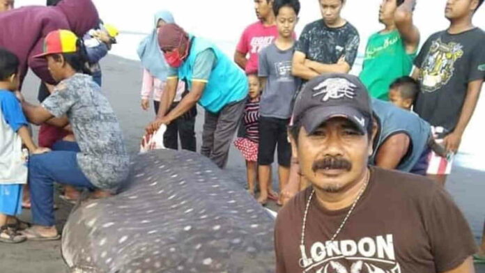 Hiu Tutul Terdampar di Pangandaran