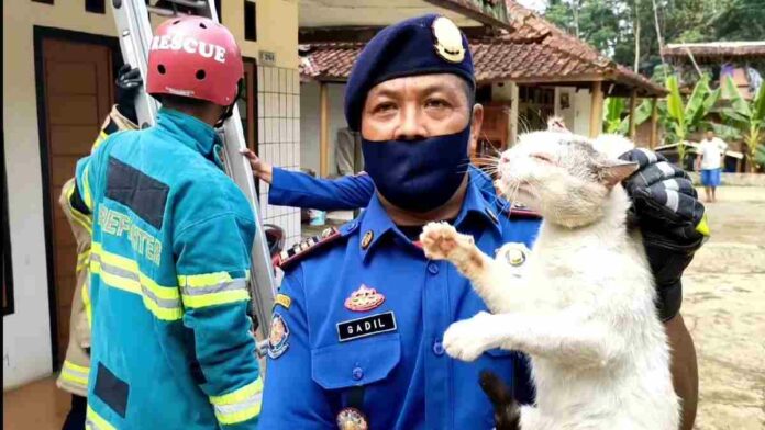 Kawanan kucing liar