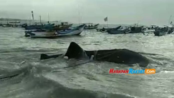 Seekor Ikan Hiu Tutul Terdampar di Pantai Timur Pangandaran