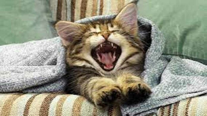 Kucing Bau Mulut