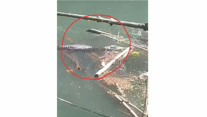 Lagi, Buaya di Sungai Sukaresik Pangandaran Muncul, Warga Resah