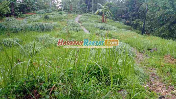 Penanaman Sereh Wangi di TPU Pangkalan Pangandaran