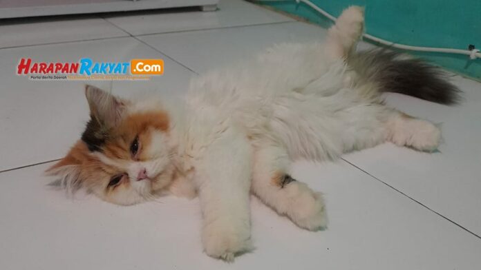 Penyebab Kucing Cacingan