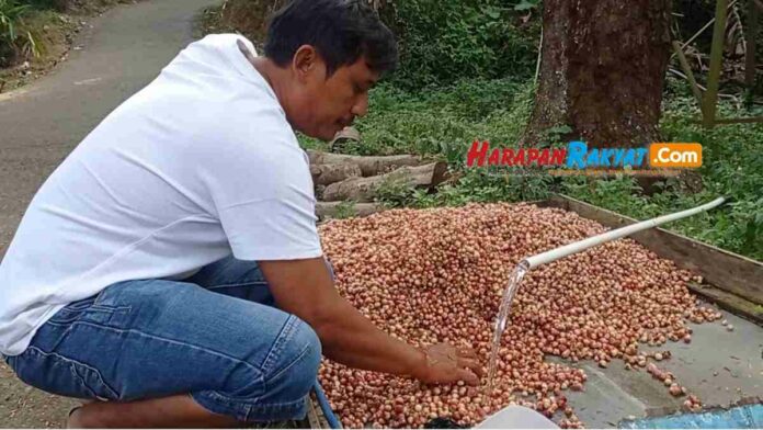 harga kapol turun drastis