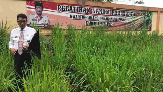 Sasar Kalangan Pelajar, Gerakan Nanam Padi di Ciamis Terus Digelorakan
