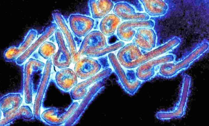 Virus Marburg