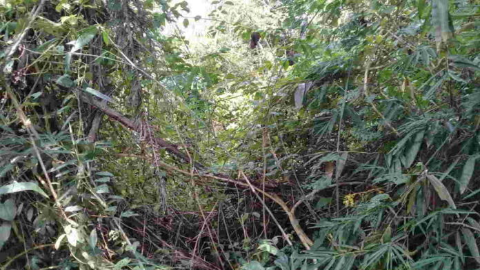 Benarkah Situ Ciumbul di Ciamis Jadi Lokasi Pesugihan