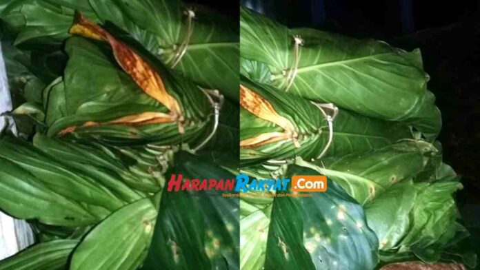 Daun Cariang