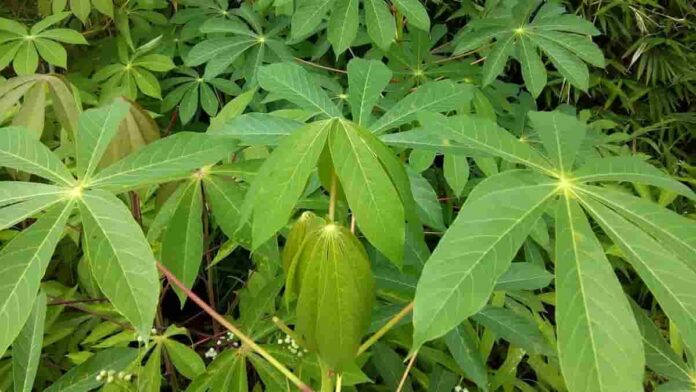 Daun Singkong