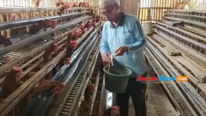 Harga telur Anjlok