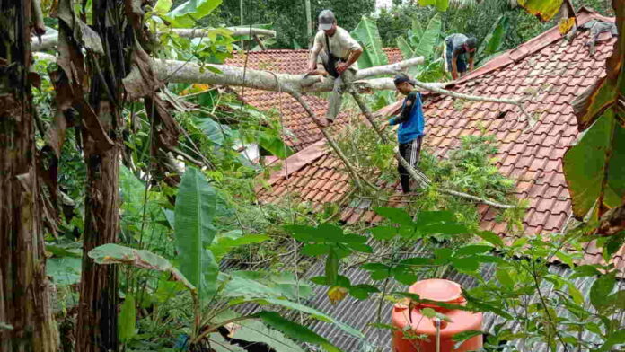 Hujan Deras, Rumah Warga Pangandaran Tertimpa Pohon Tumbang