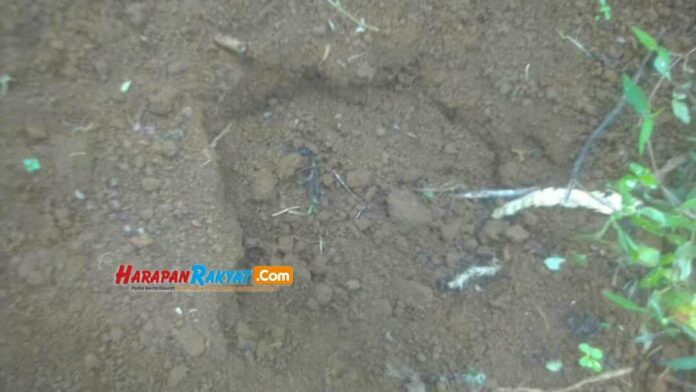 Jejak Kaki Macan Kumbang di Pemukiman