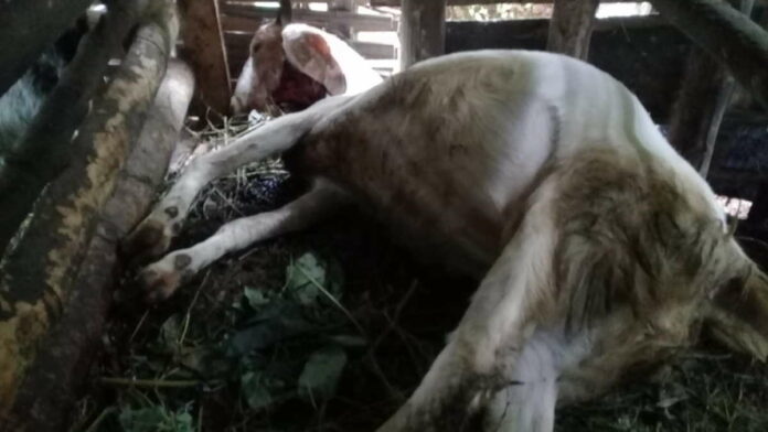 Kambing Milik Warga Ciamis Mati Diterkam Macan