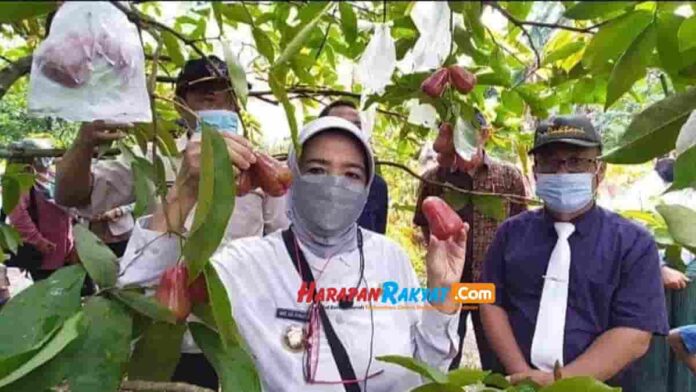Panen Jambu Air