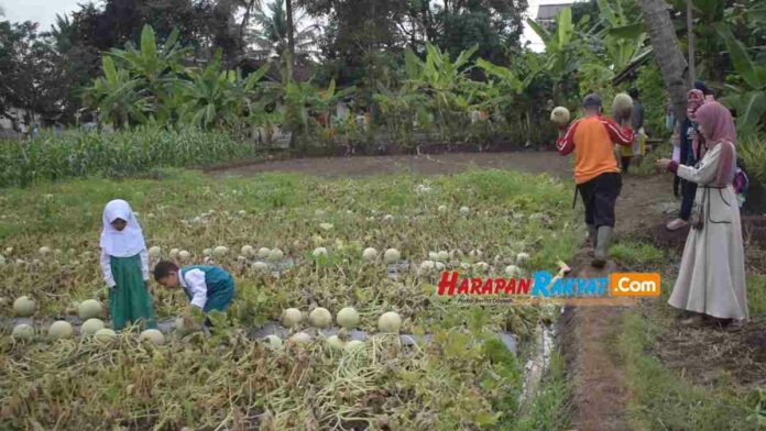 Panen Melon