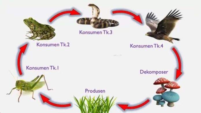 Pengertian Rantai Makanan