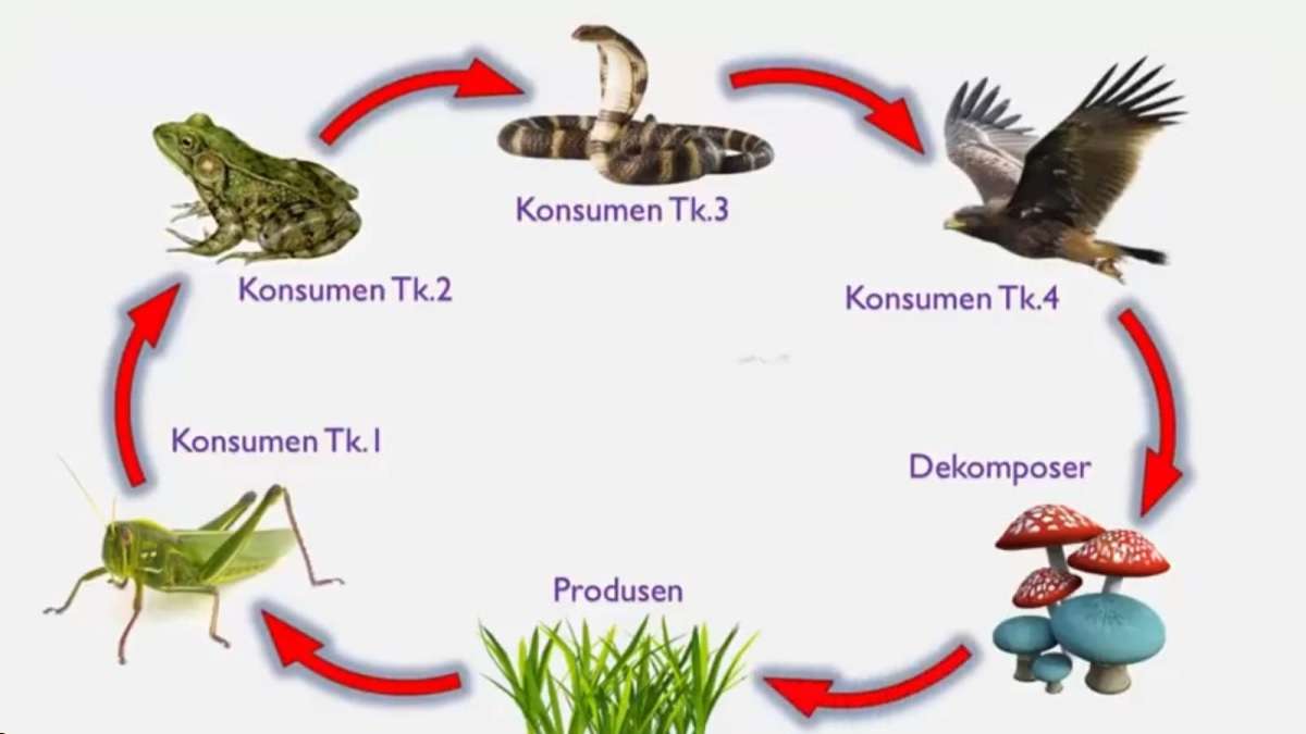 Mengenal Peran Produsen, Konsumen, dan Dekomposer dalam Ekosistem