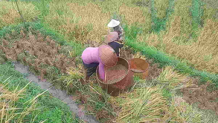 Petani di Langkaplancar Pangandaran Keluhkan Harga Gabah Anjlok