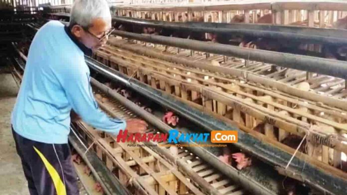harga telur