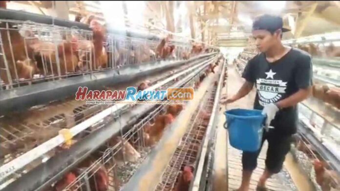Peternak Ayam Petelur di Tasikmalaya Terancam Gulung Tikar