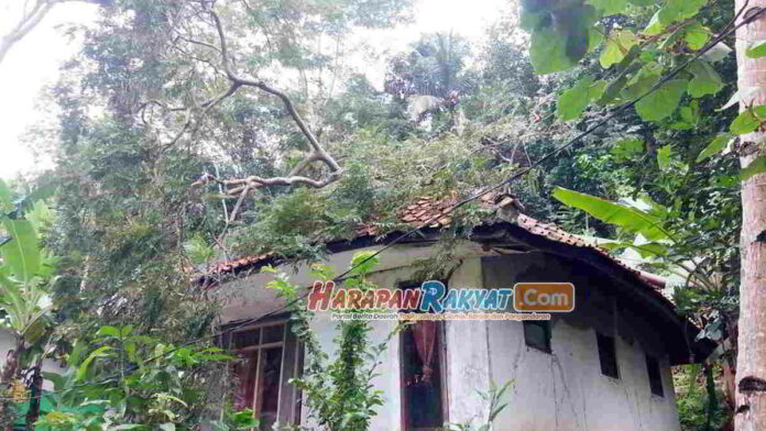 Pohon Petai Tumbang dan Timpa Rumah Warga Kertahayu Ciamis