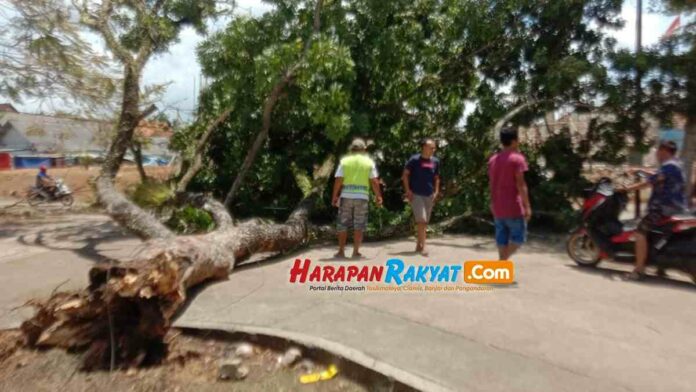 Pohon Tumbang di Alun-alun Banjarsari Ciamis