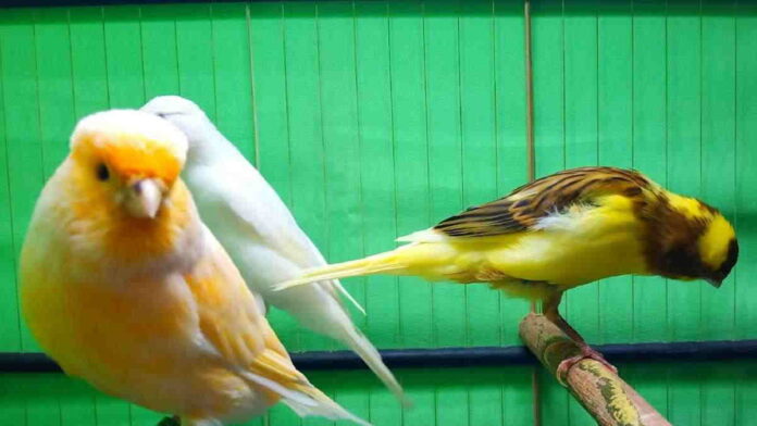 Ternak Burung yang Menguntungkan