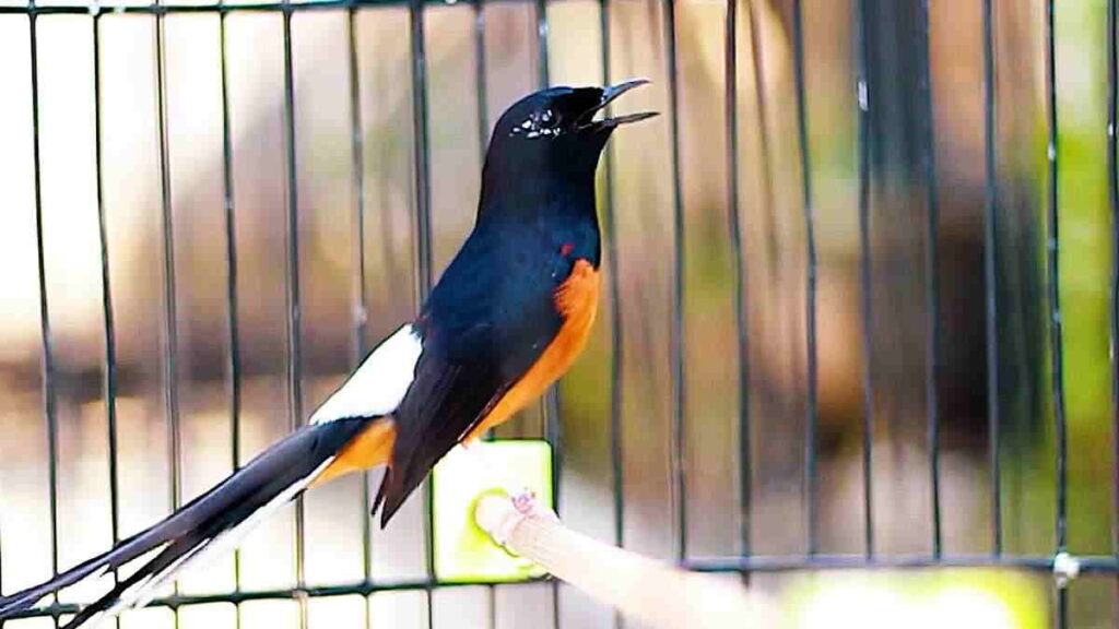 Ternak Burung yang Menguntungkan