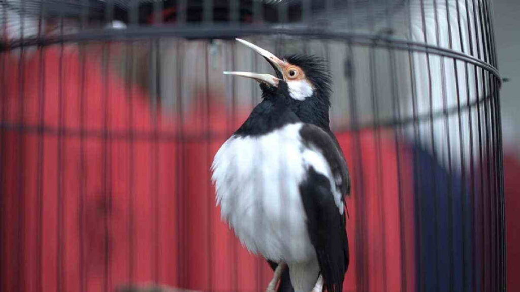 Ternak Burung yang Menguntungkan