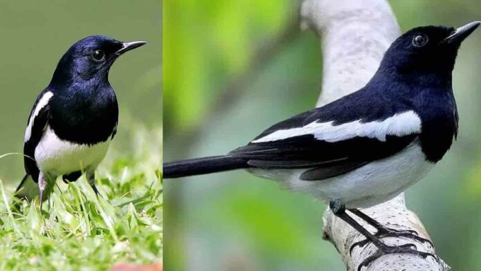 cara ternak burung kacer