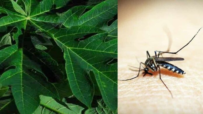 obat malaria alami
