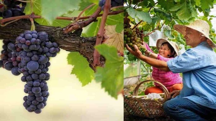 cara budidaya buah anggur