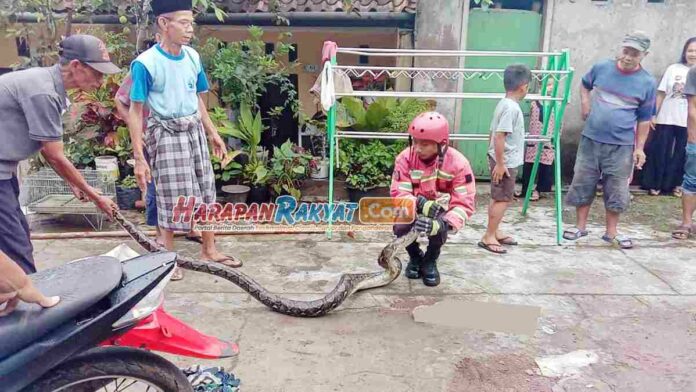 Damkar Ciamis Evakuasi Ular Sanca