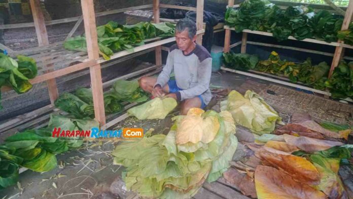 Daun Cariang di Pangandaran