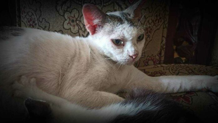 Hukum memelihara kucing