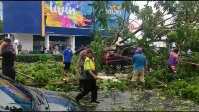 Pohon trembesi tumbang