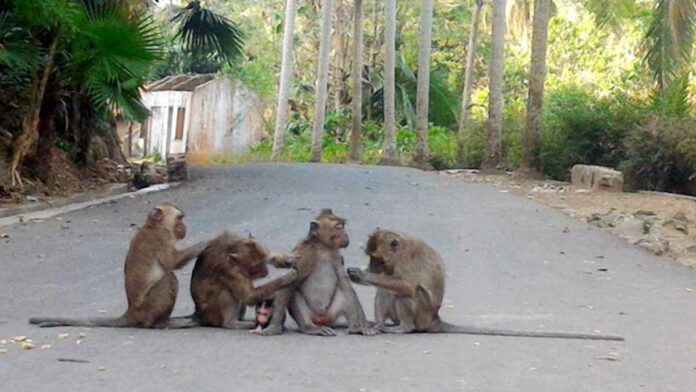 Kawanan Monyet Menggila di ciamis