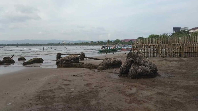 Pagar Pengaman Rusak, Rusa di Pangandaran Berkeliaran hingga Cijulang