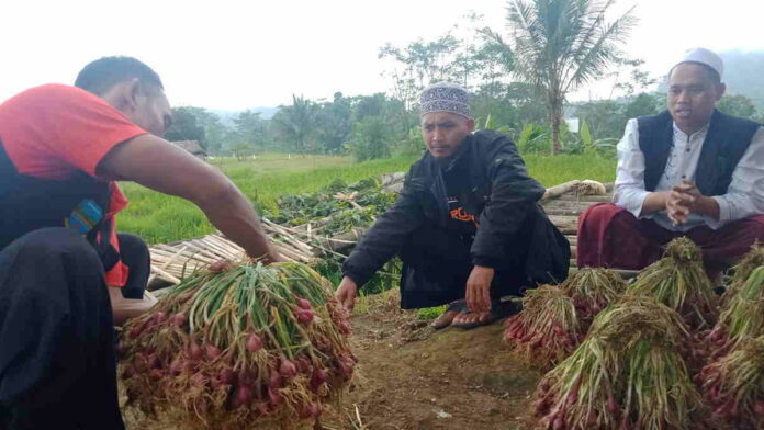 Poktan Situ Hiang Pangandaran Targetkan Panen 10 Ton Bawang Merah