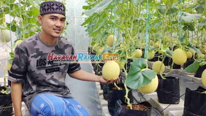 Ponpes Agribisnis Banjar Sukses Kembangkan Melon Inthanon & Jepang