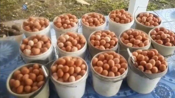 Walikota Tasikmalaya Minta ASN Beli Telur Ayam dari Peternak