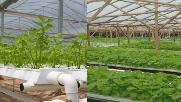 green house hidroponik
